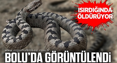 Isırdığında öldüren yılan türü Bolu’da görüntülendi