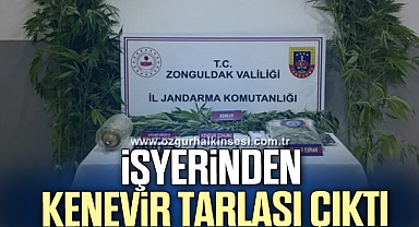İŞYERİNDEN KENEVİR TARLASI ÇIKTI