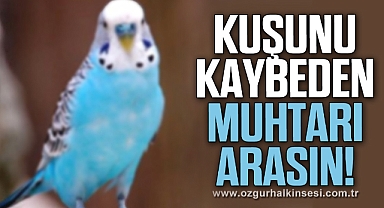 KUŞUNU KAYBEDEN MUHTARI ARASIN