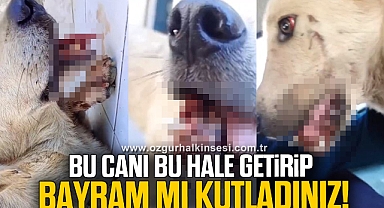 SOKAK KÖPEĞİNİN İÇLER ACISI HÂLİ TEPKİLERE NEDEN OLDU