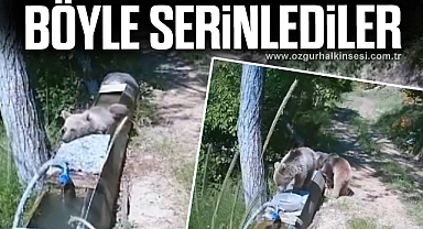 Yavru ayılar, su oluğuna girerek serinledi