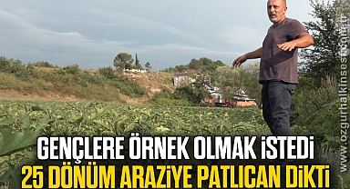 Gençlere örnek olmak için 25 dönüm araziye patlıcan dikti