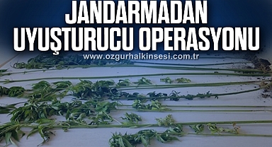 Jandarmadan uyuşturucu operasyonu