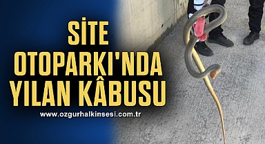 SİTE OTOPARKI'NDA YILAN KÂBUSU