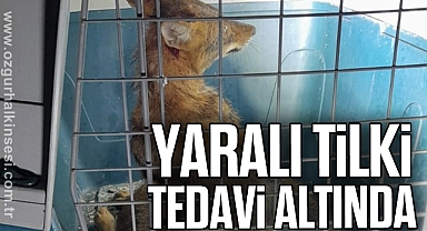 Yaralı tilki tedavi altında