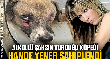Alkollü şahsın vurduğu köpeği Hande Yener sahiplendi
