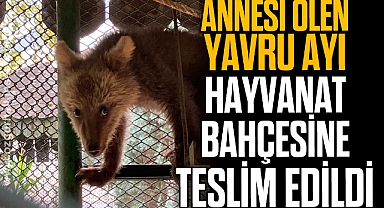 ANNESİ ÖLEN YAVRU AYI HAYVANAT BAHÇESİNE TESLİM EDİLDİ
