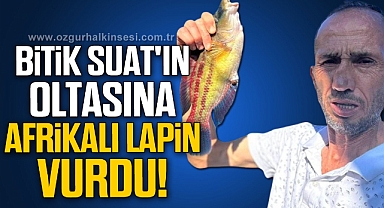 BİTİK SUAT'IN OLTASINA AFRİKALI LAPİN VURDU!