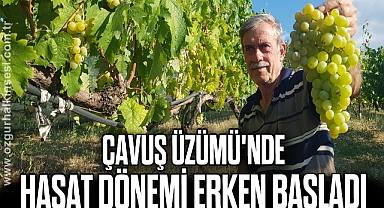 Çavuş Üzümü'nde hasat dönemi erken başladı