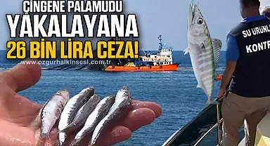 ÇİNGENE PALAMUDU YAKALAYANA 26 BİN LİRA CEZA!