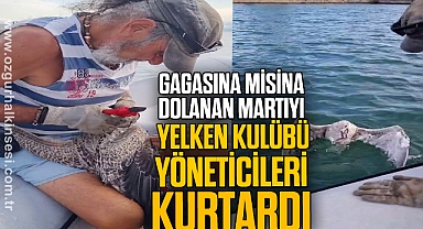 Gagasına misina dolanan martıyı yelken kulübü yöneticileri kurtardı
