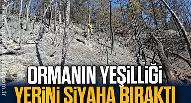Ormanın yeşilliği yerini siyaha bıraktı