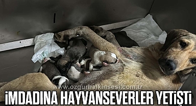 Otomobilin altında kalan hamile köpeğin imdadına hayvanseverler yetişti