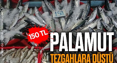 PALAMUT TEZGAHA DÜŞTÜ