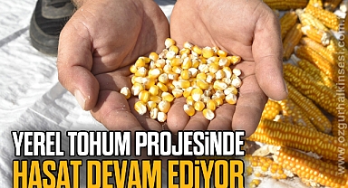 YEREL TOHUM PROJESİNDE HASAT DEVAM EDİYOR