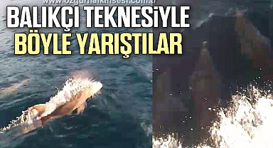 Yunuslar dakikalarca balıkçı teknesiyle yarıştı