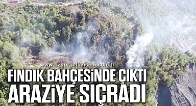 Zonguldak'ta fındık bahçesinde çıkan yangın araziye sıçradı