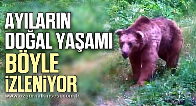 Ayıların doğal yaşamı fotokapanlarla izleniyor