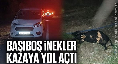 BAŞIBOŞ İNEKLER KAZAYA YOL AÇTI