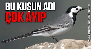 BU KUŞUN ADI ÇOK AYIP