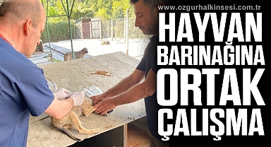 Devrek Belediyesi'nden hayvan barınağına ortak çalışma