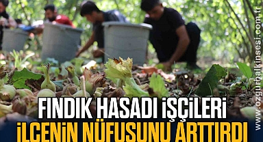 Fındık hasadı işçileri ilçenin nüfusunu arttırdı