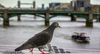 GÜNÜN FOTOĞRAFI