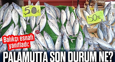 PALAMUTTA SON DURUM NE?