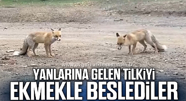 Yanlarına gelen tilkiyi ekmekle beslediler