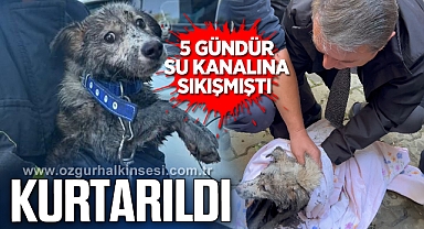5 GÜNDÜR SU KANALINDA SIKIŞMIŞTI... KURTARILDI