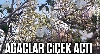 Ağaçlar çiçek açtı
