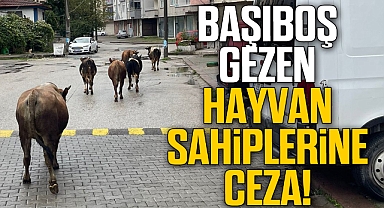 BAŞIBOŞ GEZEN HAYVAN SAHİPLERİNE CEZA