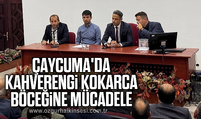 Çaycuma'da kahverengi kokarca böceğine mücadele