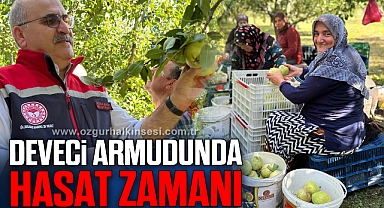 Deveci armudunda hasat zamanı