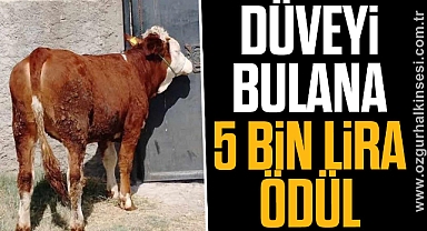 DÜVEYİ BULANA 5 BİN LİRA ÖDÜL