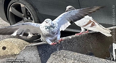 GÜNÜN FOTOĞRAFI
