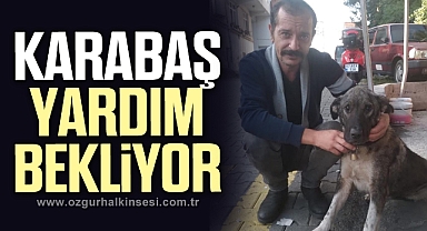 İKİ GÖZÜ GÖRMEYEN KARABAŞ YARDIM BEKLIYOR