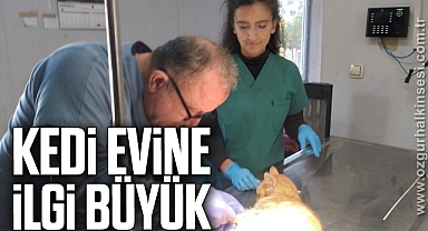 KEDİ EVİNE İLGİ BÜYÜK