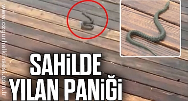 SAHİLDE YILAN PANİĞİ