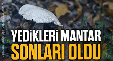 Yedikleri mantar sonları oldu