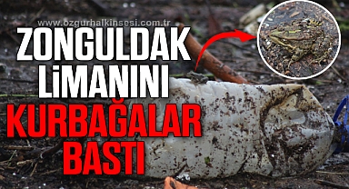 ZONGULDAK LİMANINI KURBAĞALAR BASTI