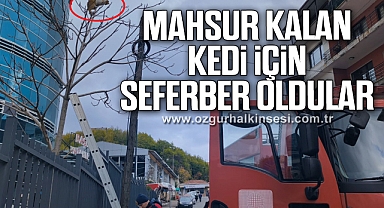 Ağaçta mahsur kalan kediyi ekipler kurtardı