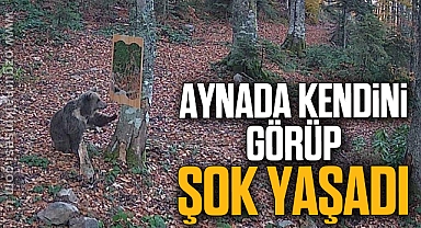 Boz ayı aynada kendini görüp şok yaşadı