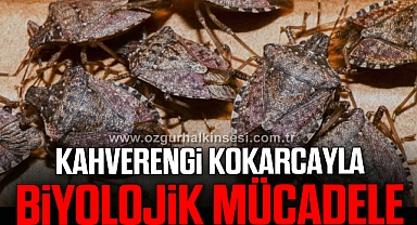 KAHVERENGİ KOKARCAYLA BİYOLOJİK MÜCADELE