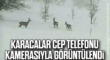 Karacalar cep telefonu kamerasıyla görüntülendi
