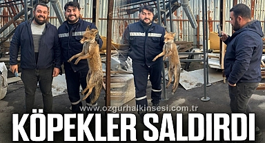Köpeklerin saldırısına uğrayan tilkinin imdadına ekipler yetişti