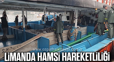 Limanda hamsi hareketliliği