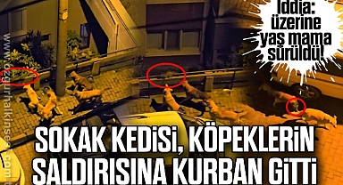 Sokak kedisi köpeklerin saldırısına kurban gitti