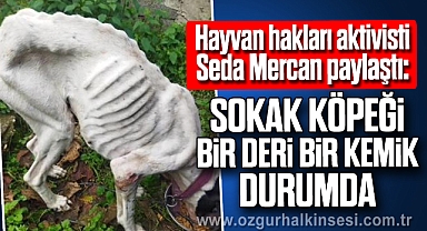 Sokak köpeği bir deri bir kemik durumda