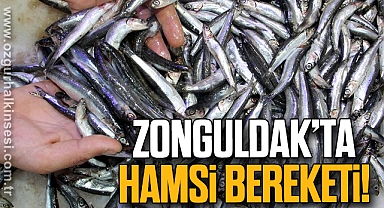 Zonguldak’ta hamsi bereketi!